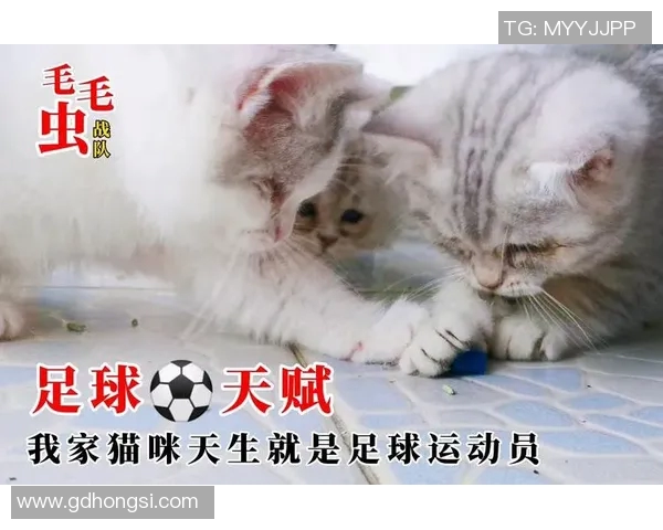 以足球明星命名的猫咪们背后的故事与趣味解析